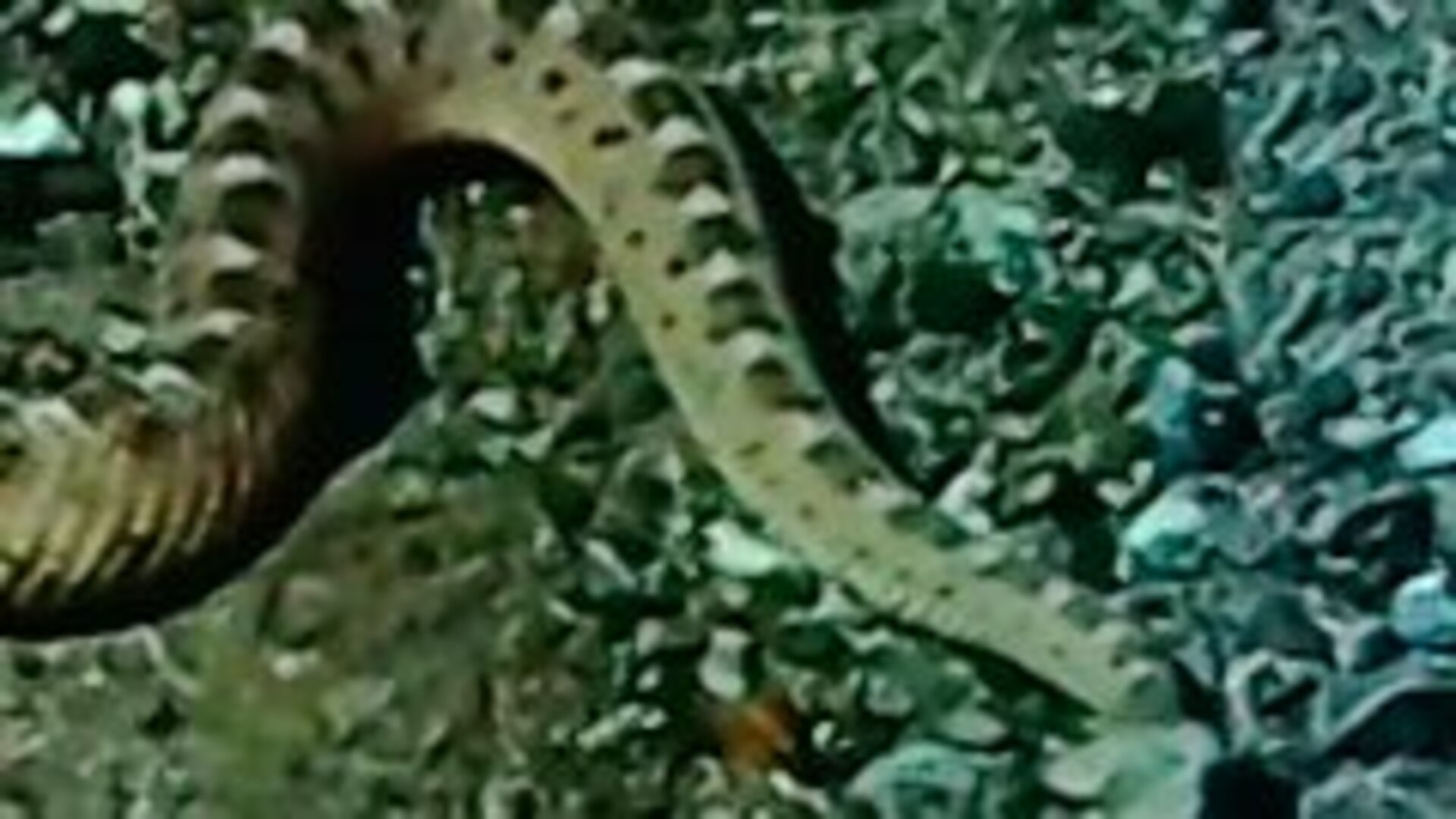 O Mundo de Beakman : Serpentes, Beakmania e as Estações