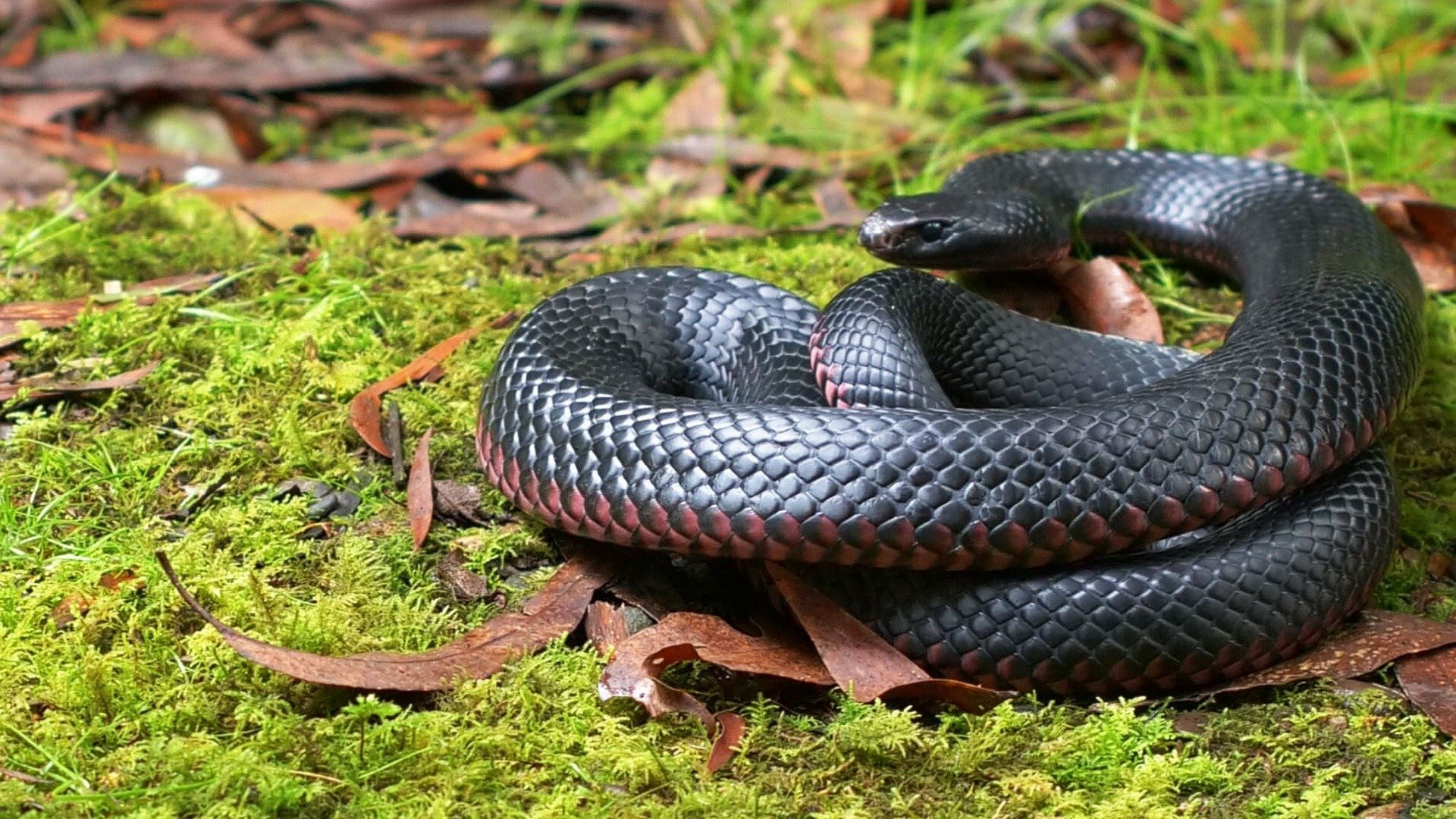 Lendas da Natureza : O Assassino Sombrio