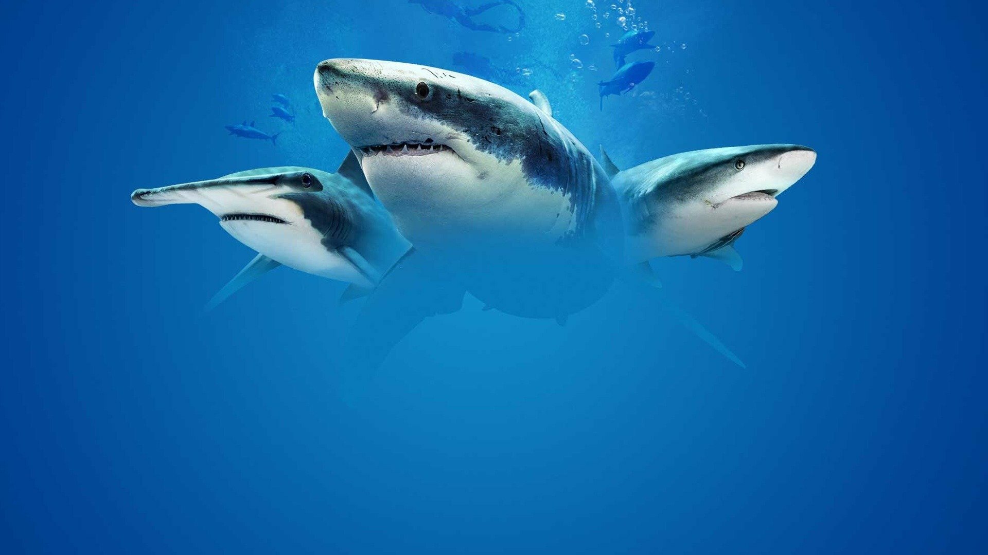 Tubarões - De Volta às Zonas Perigosas