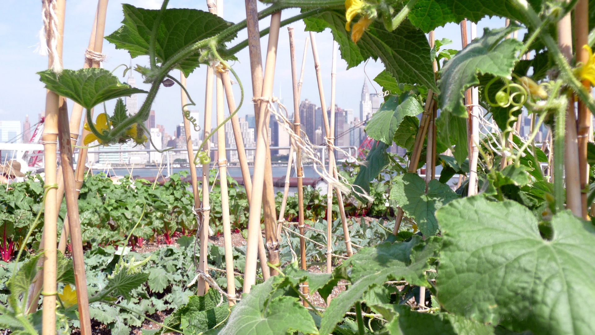 O Poder dos Alimentos : EP4 - Os Loucos Anos 20