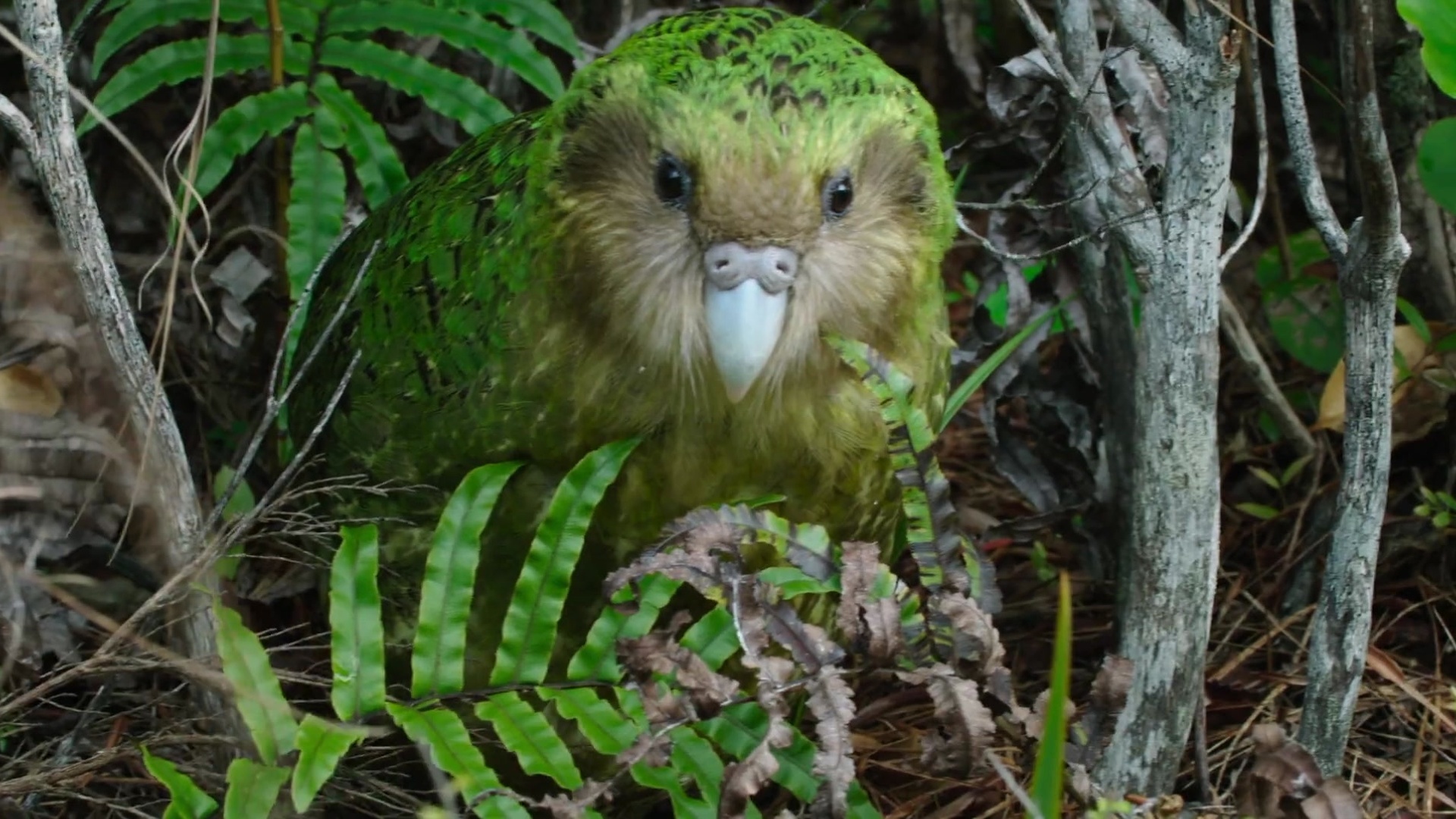 Nova Zelândia Selvagem : Um Estranho Papagaio