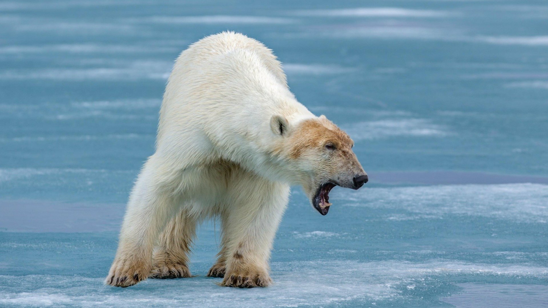 Predadores : À Mercê das Estações