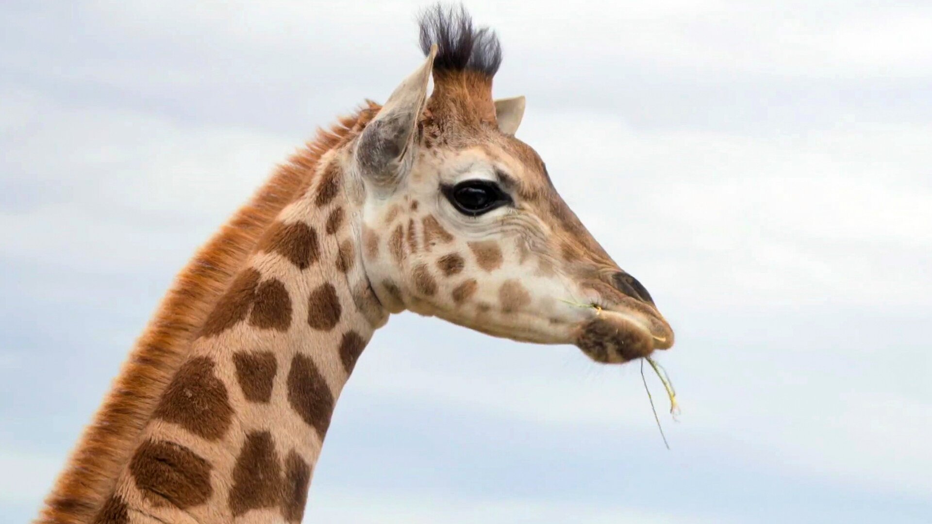 A Família Irwin : Viagem da Girafa
