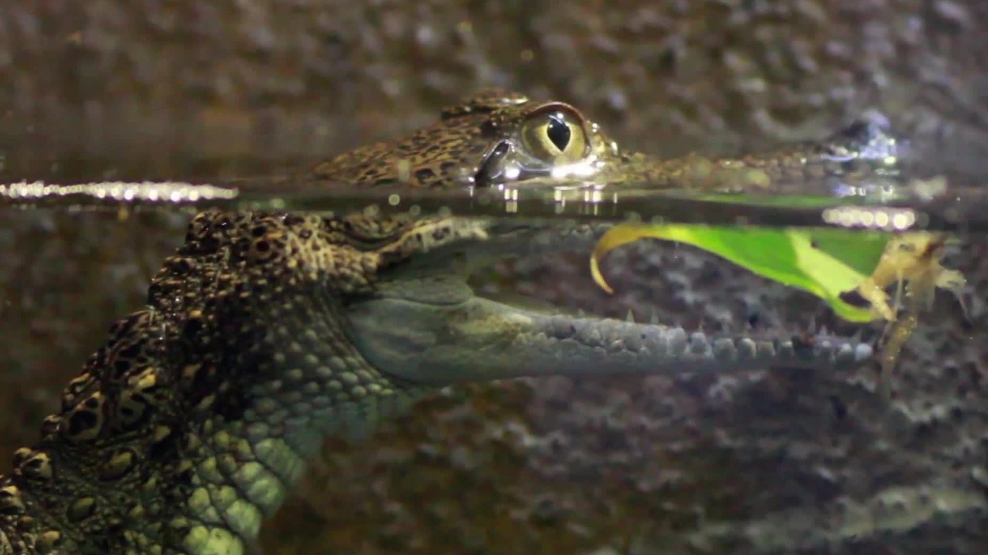 Biomas : Pantanal