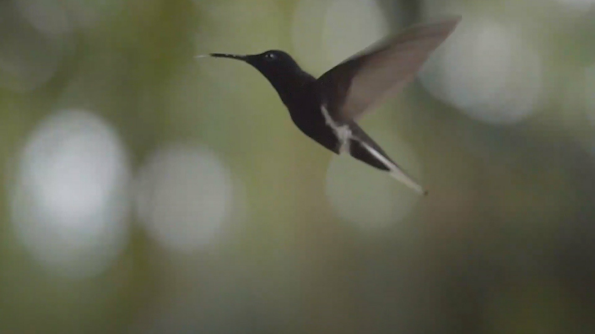 Histórias da Grande Reserva Mata Atlântica : Art and Nature