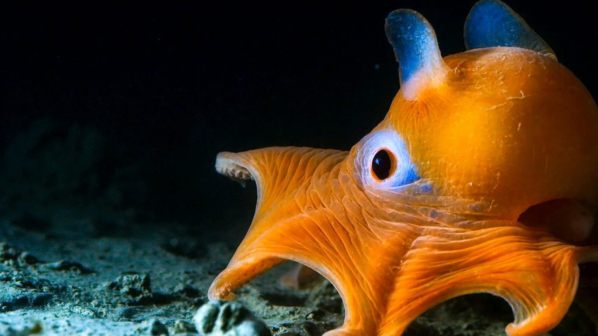 Planeta Azul II : As Profundezas