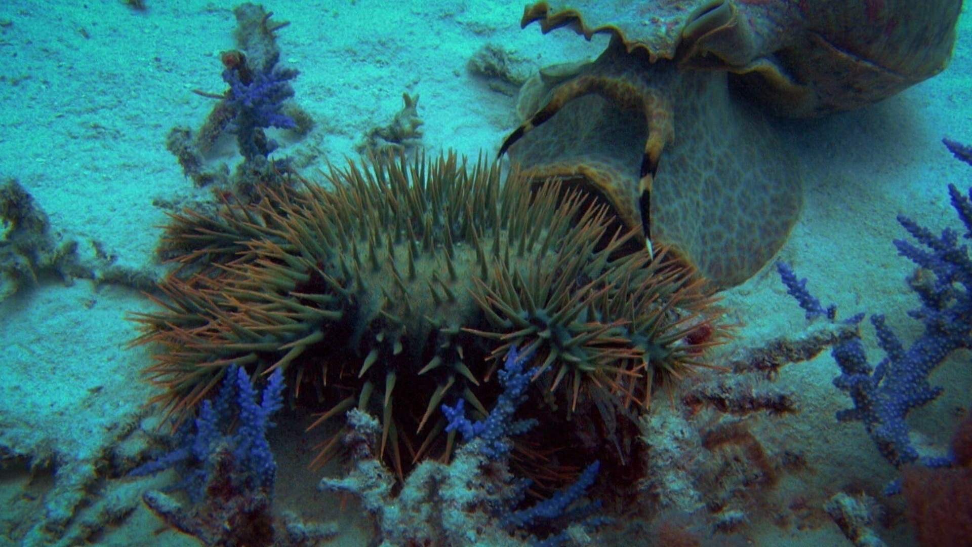 Under the Sea