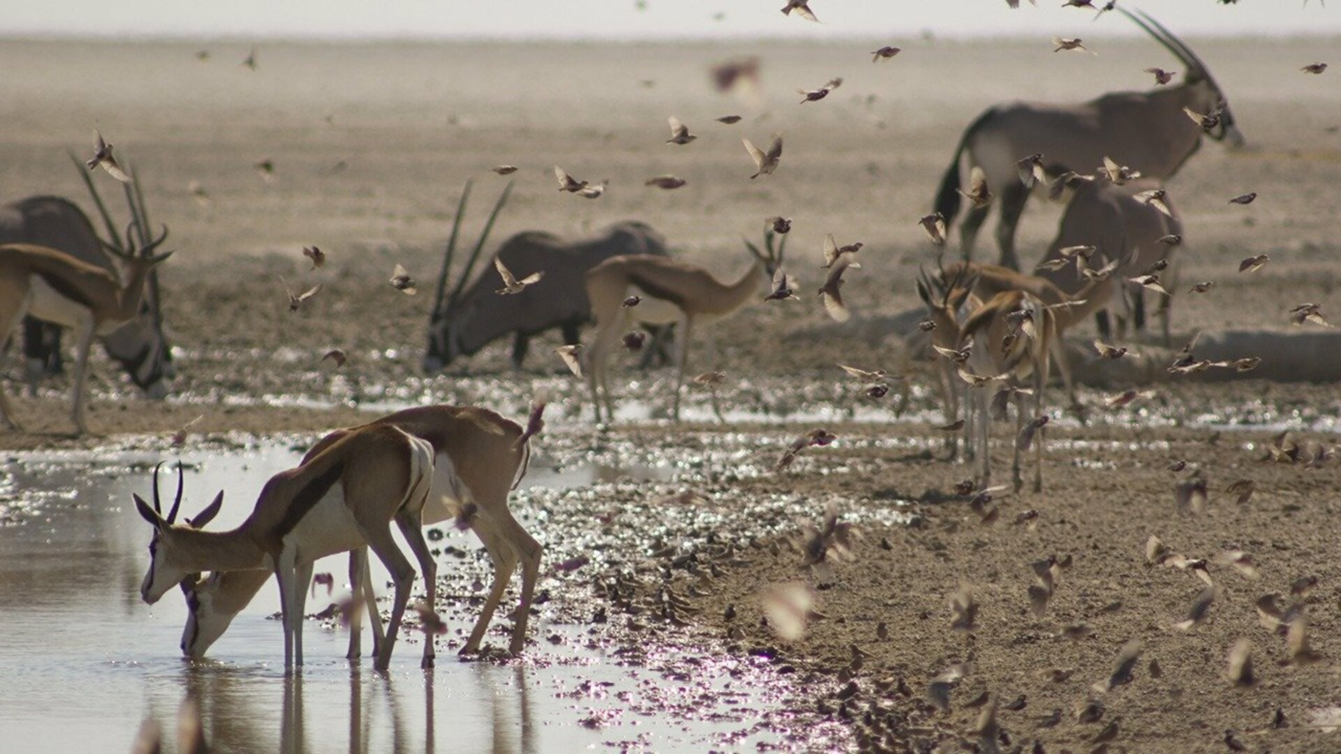 África : O Kalahari