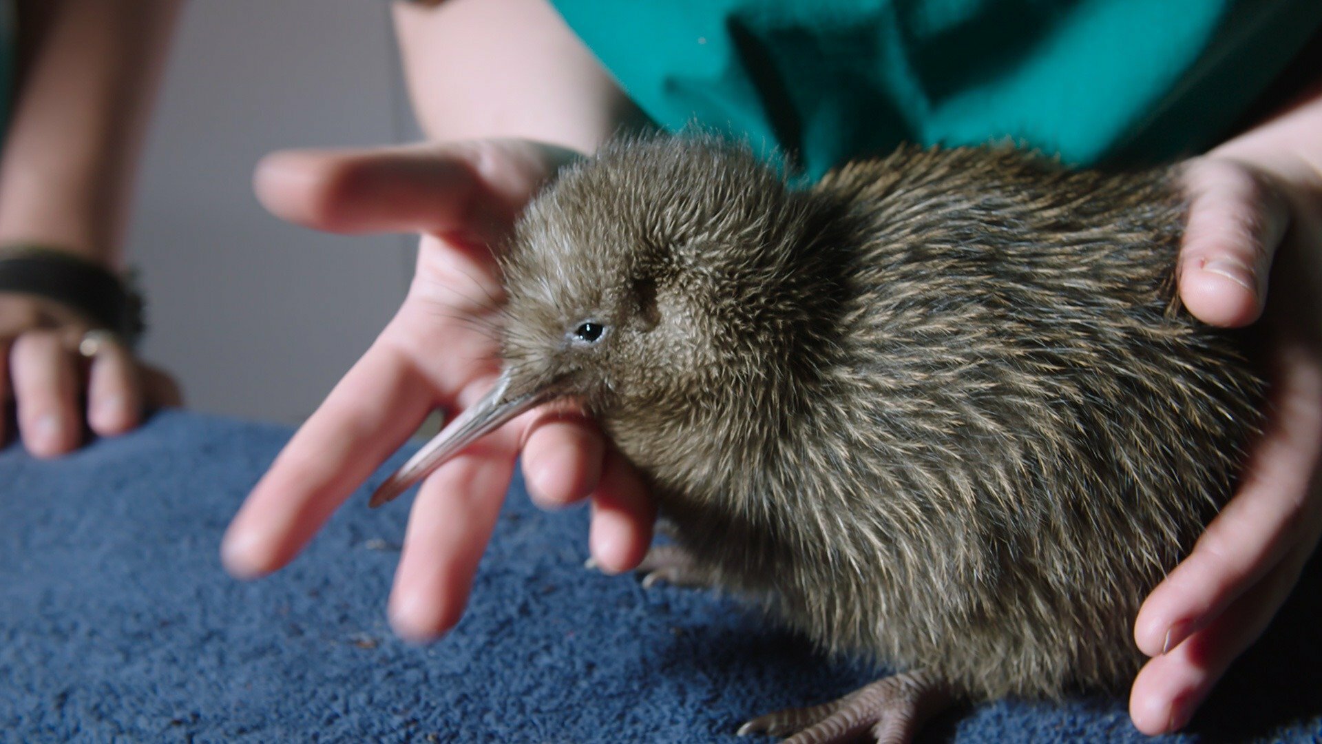 Nova Zelândia Selvagem : O Kiwi
