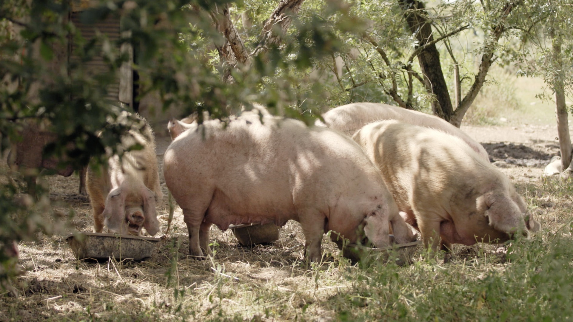 Jambon, lard et la manière
