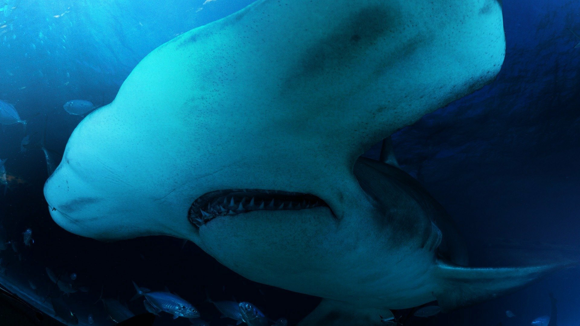 Tubarão-Martelo - A Grande Invasão