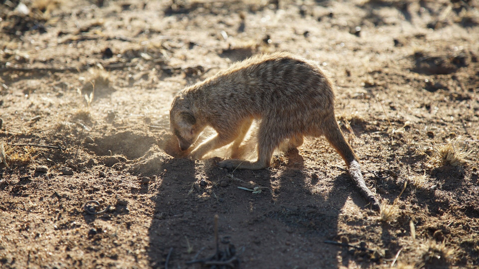 O Incrível Mundo Animal : Suricatos Habilidosos e Cobras Rastejantes
