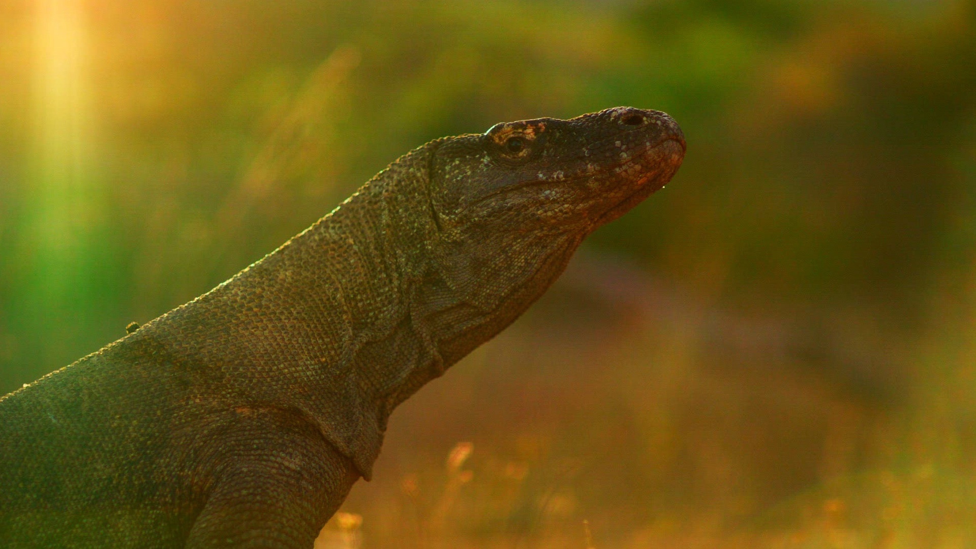 Histórias Animais : T1 EP5 - No Reino dos Dragões
