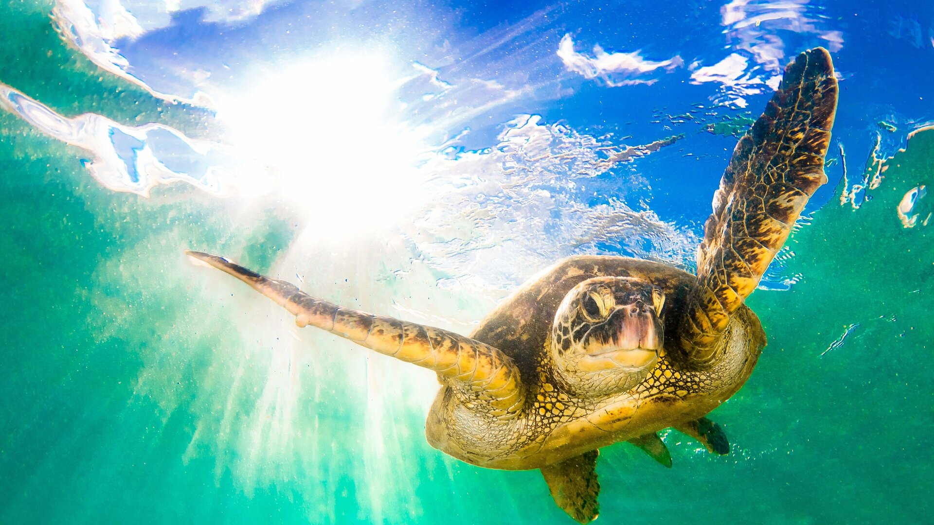 Ilhas Tropicais : Havaí