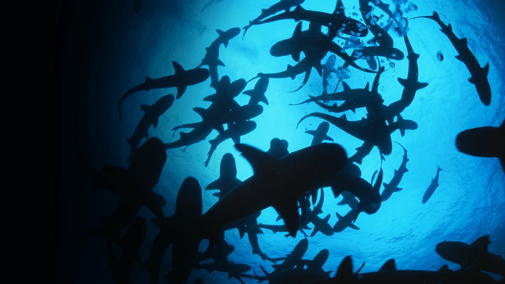 Batalha de Tubarões