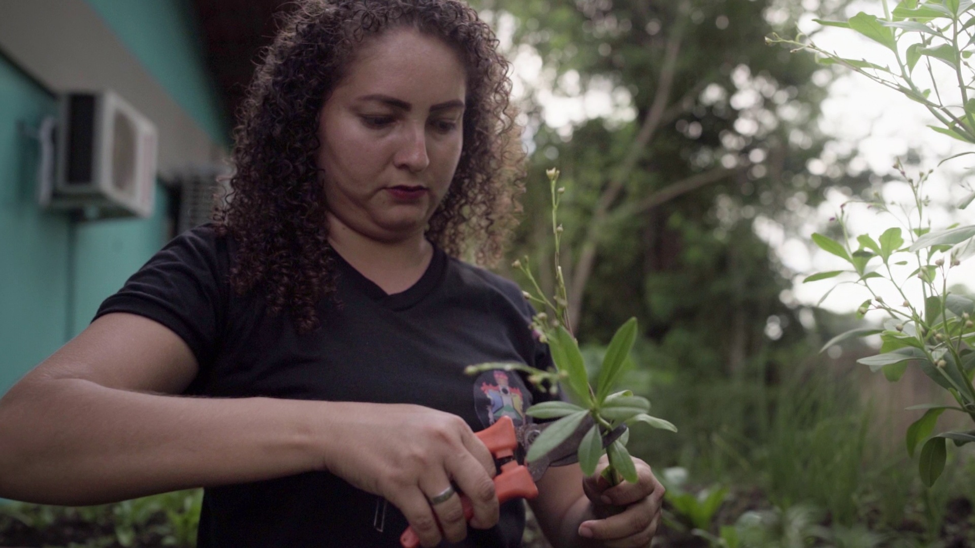 Amazônia PANC