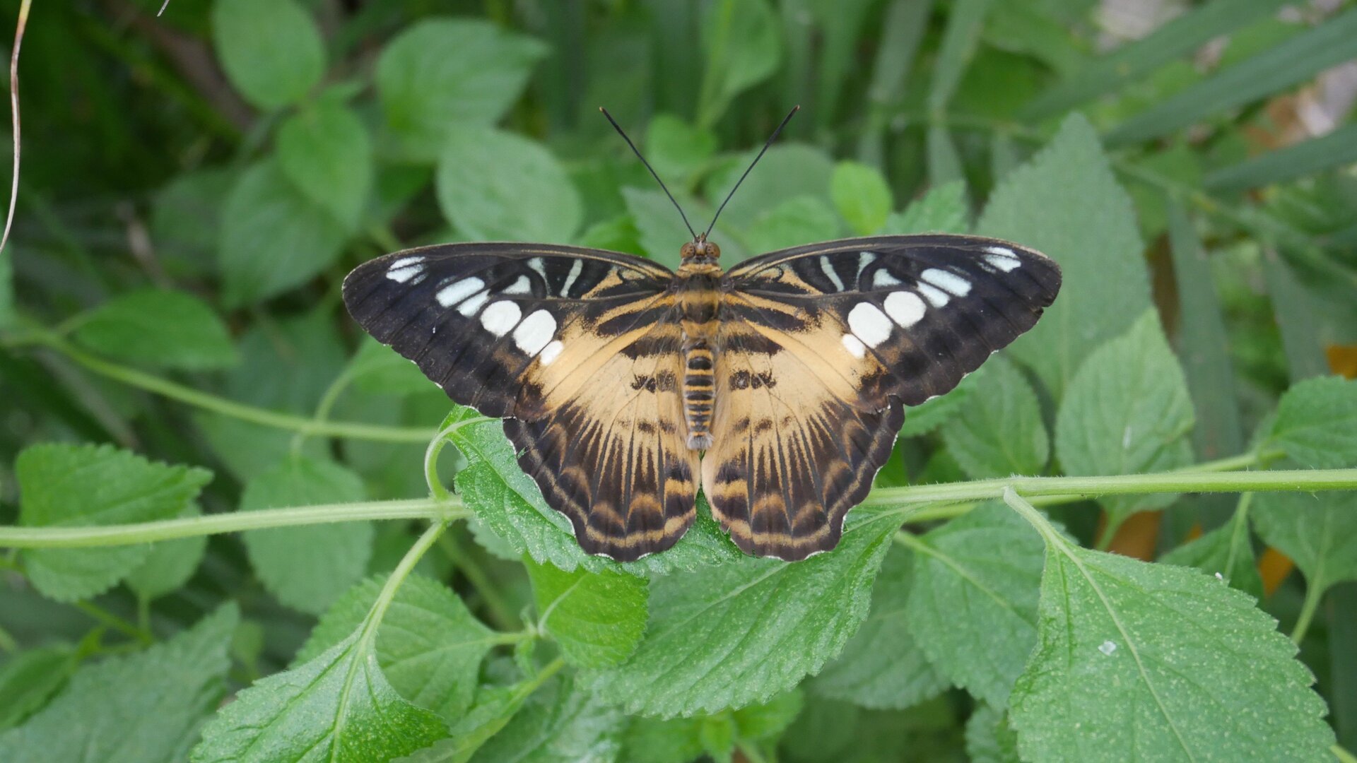 O Incrível Mundo Animal : Língua de Gato e Seus Segredos