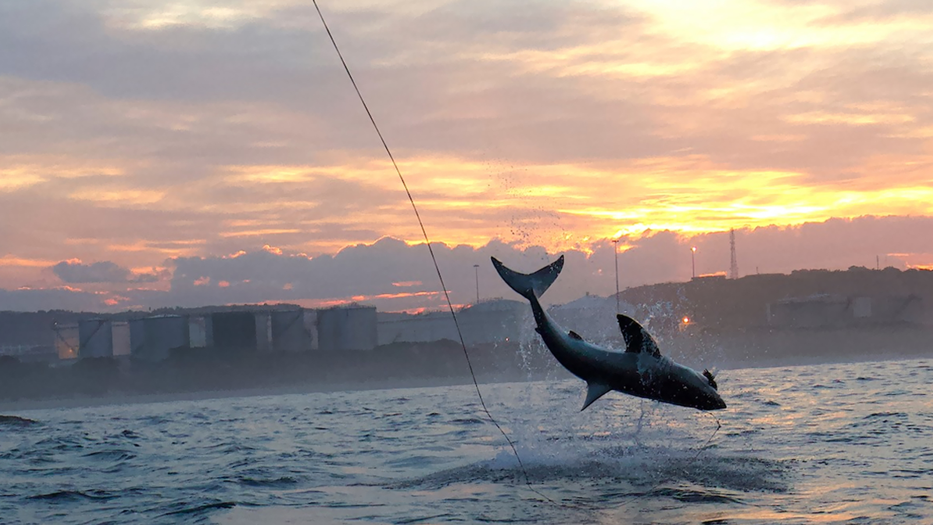 Os Tubarões Contra-Atacam