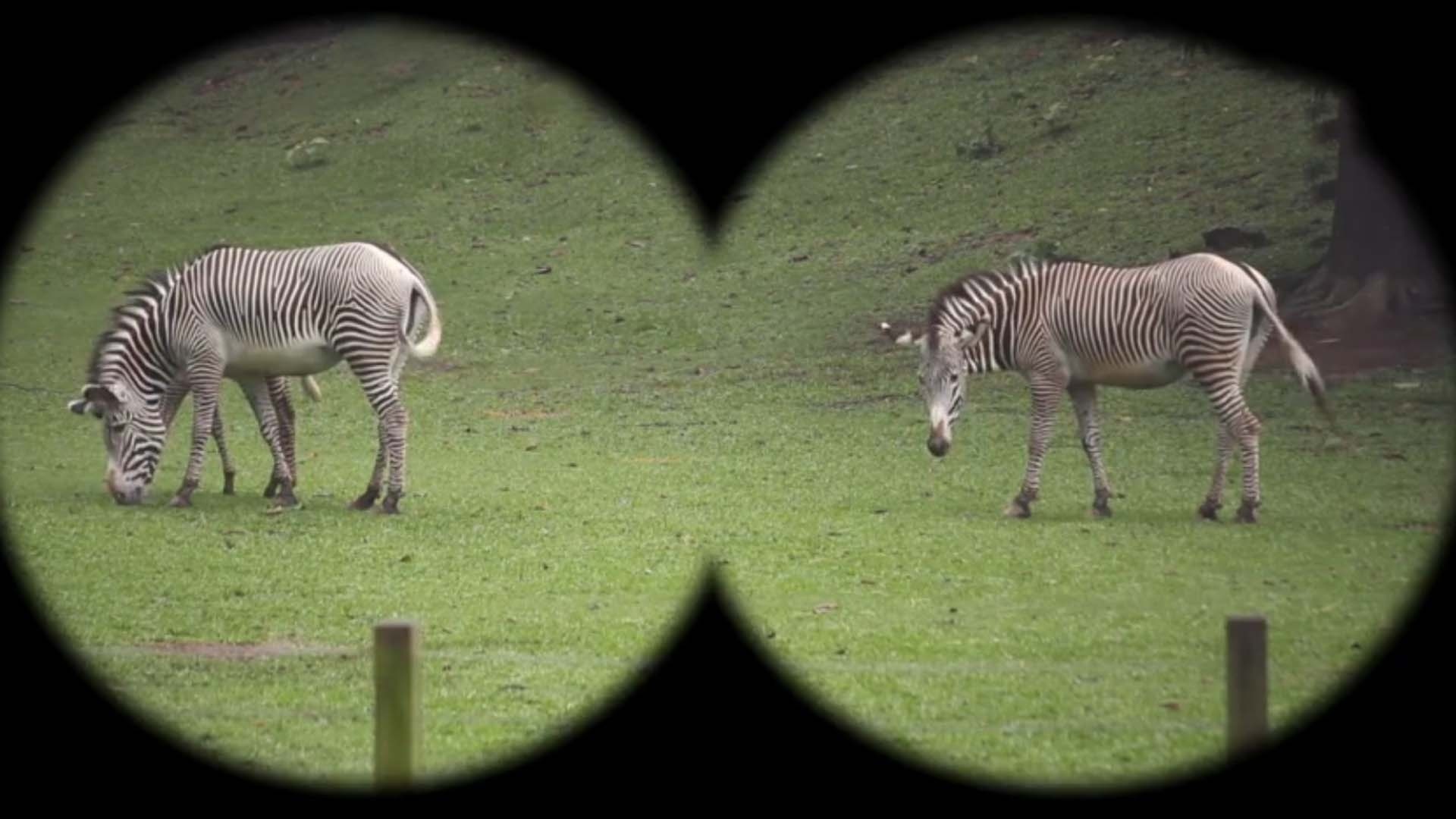 Flash, o Aventureiro : T1 EP23 - Zebra