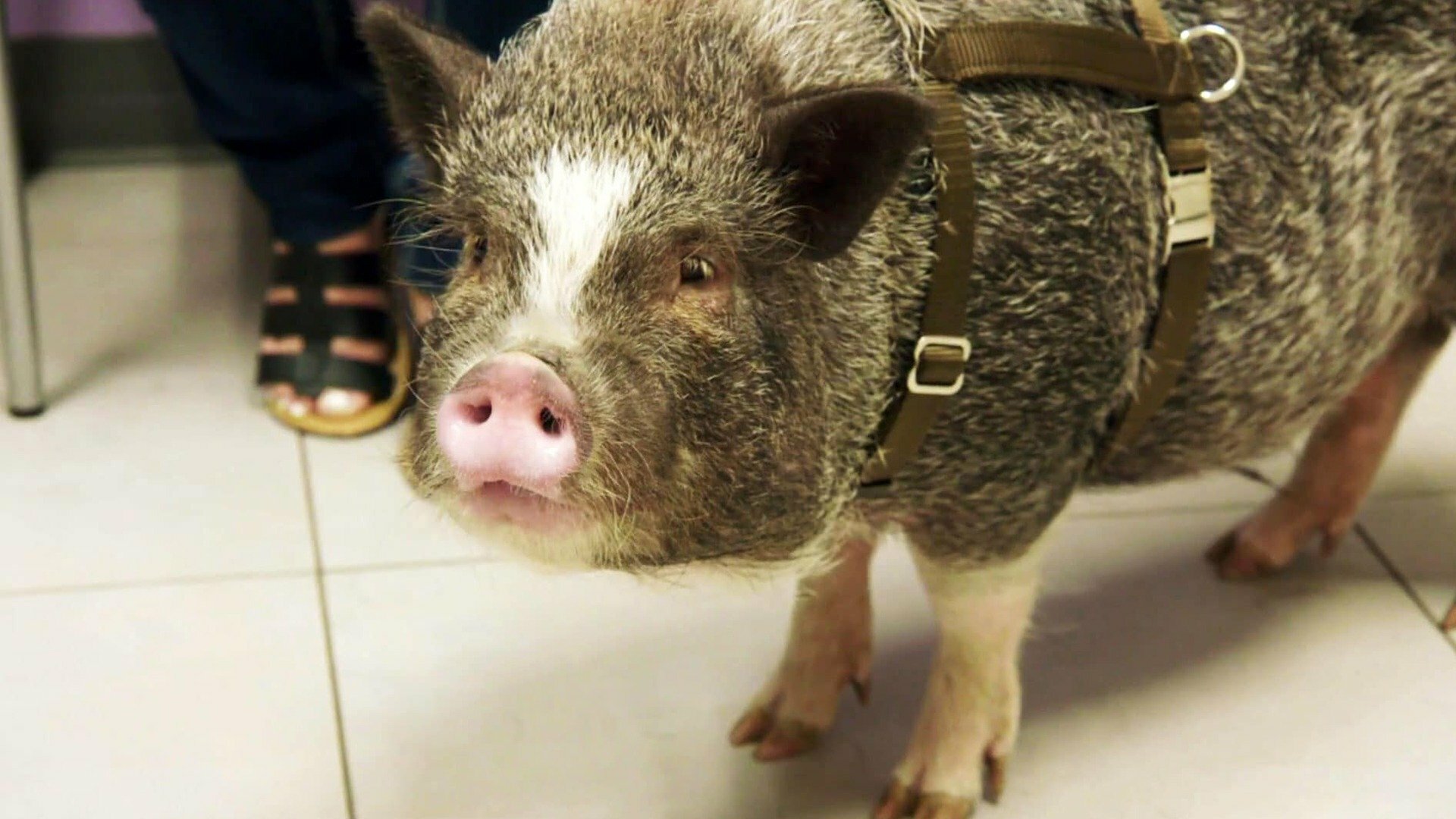 Veterinários do Texas : Fome de Brincar