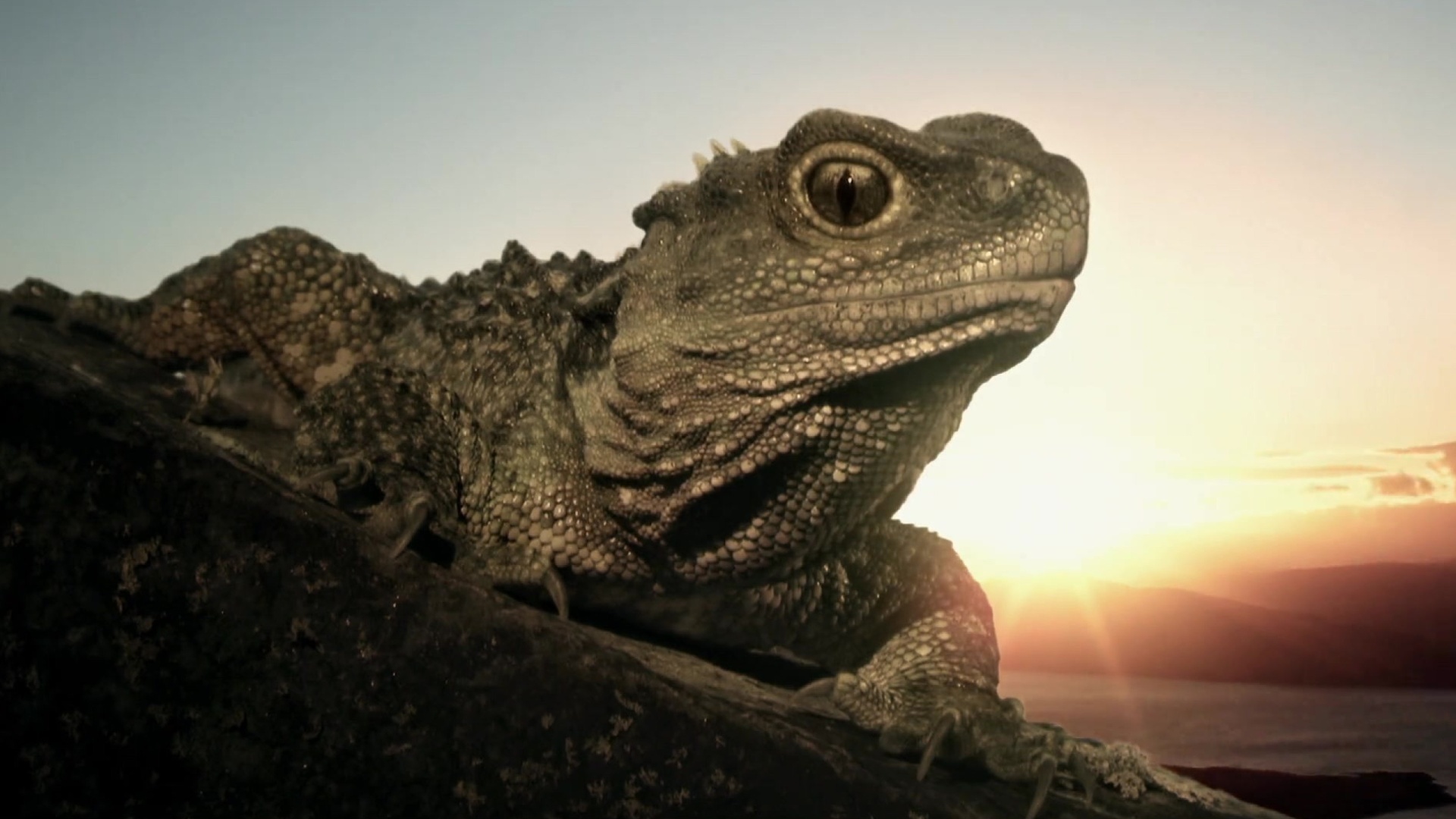 Nova Zelândia Selvagem : A Tuatara