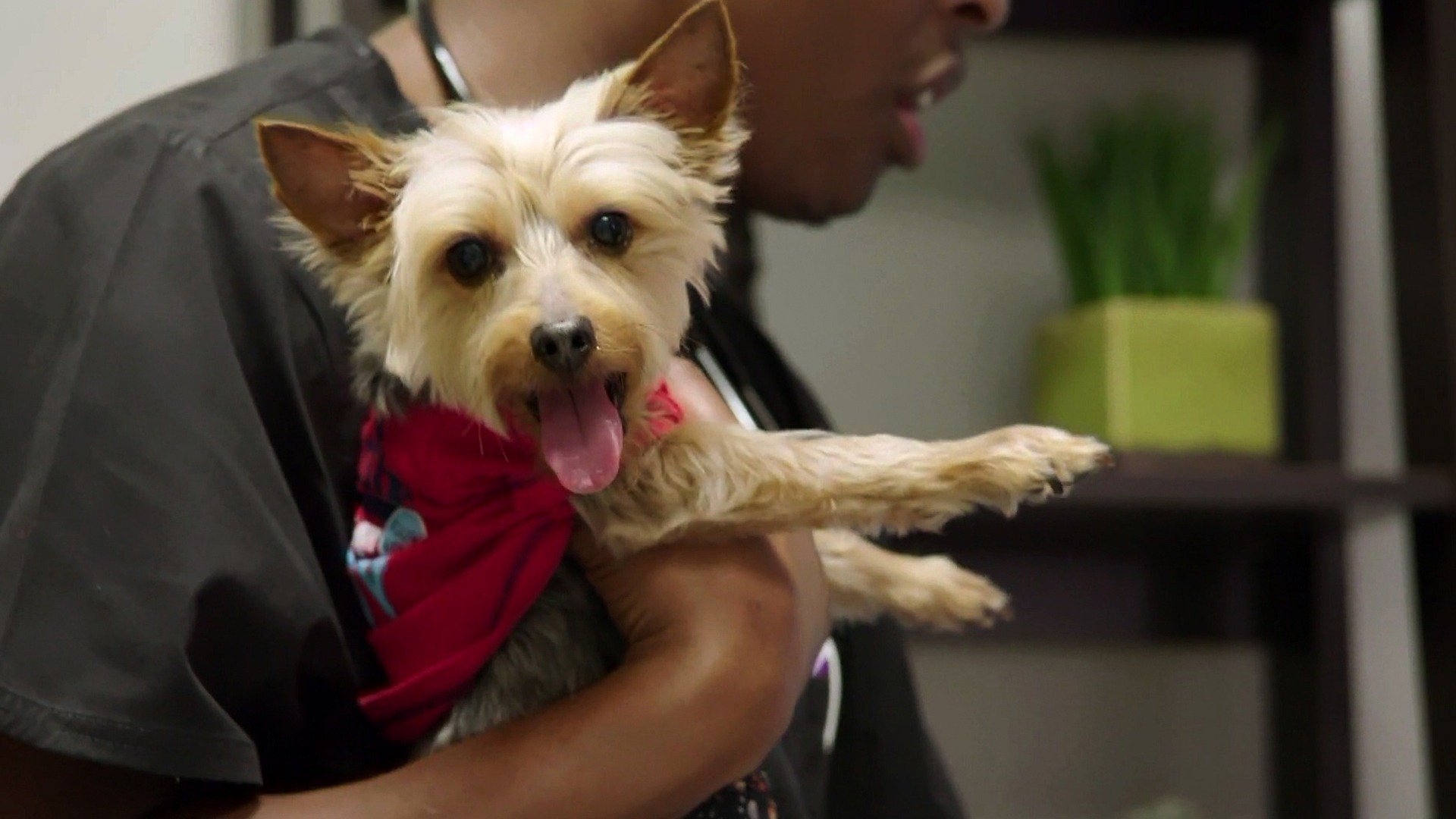 Veterinários do Texas : A Hiena Triste