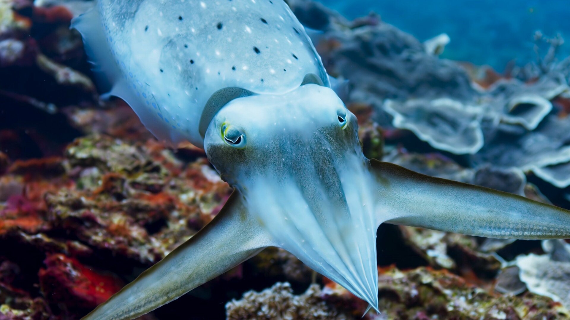 Planeta Azul II : Recifes de Coral