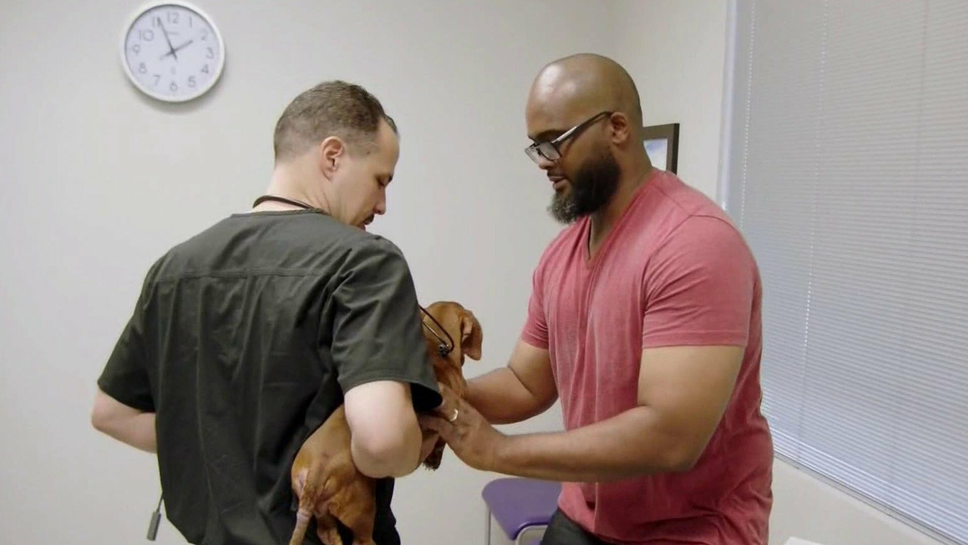 Veterinários do Texas : Veterinário Ambulante