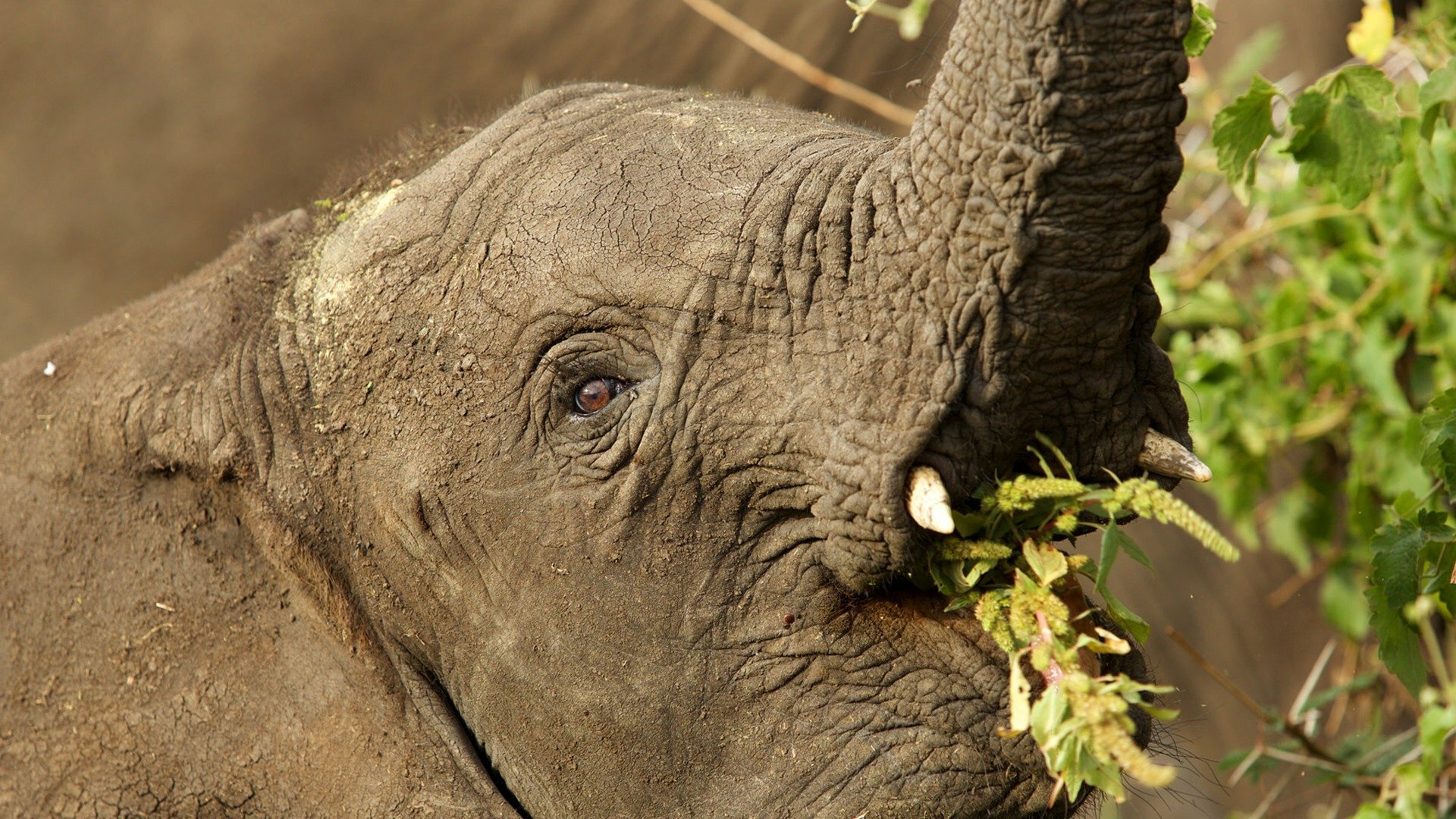 Operação Tanzânia : O Sucesso Tem Preço