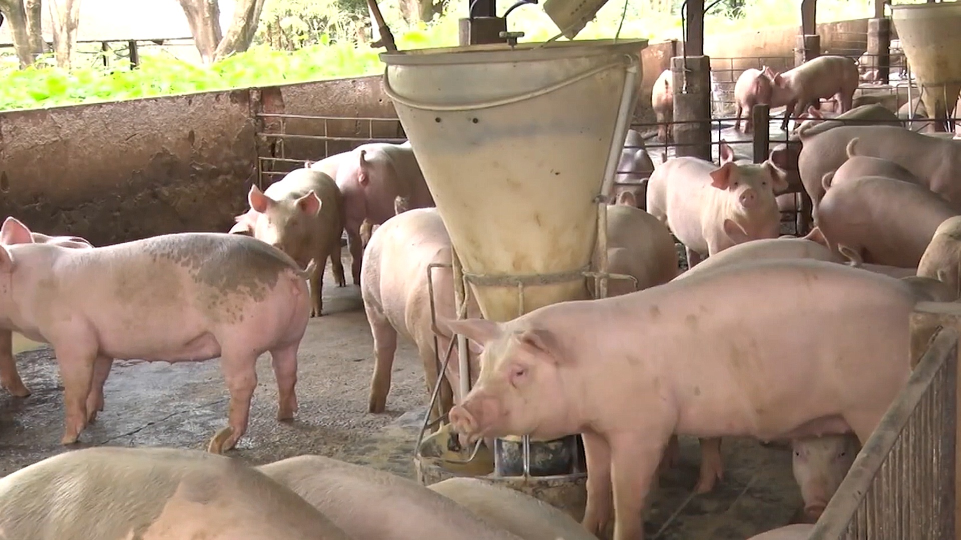 Avicultura & Suinocultura