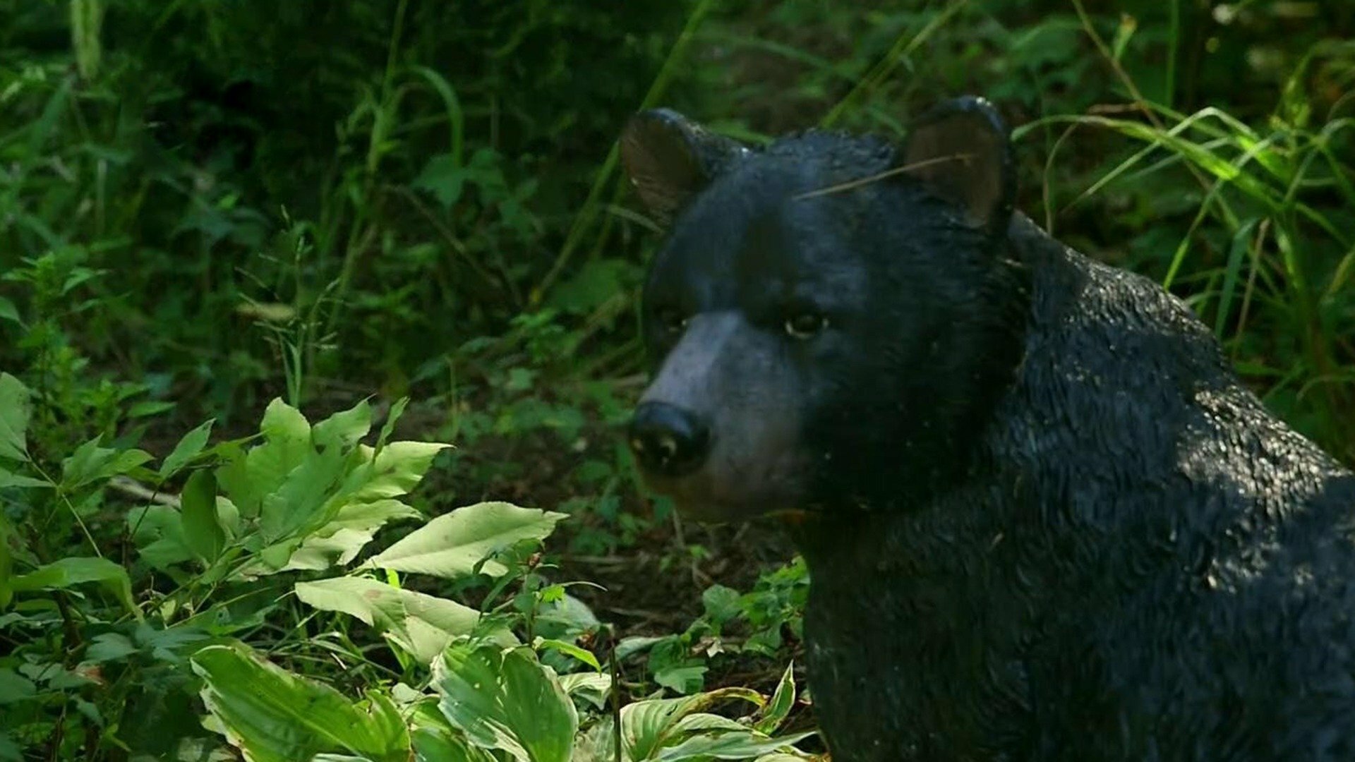 Coração de Urso : Na Natureza Selvagem