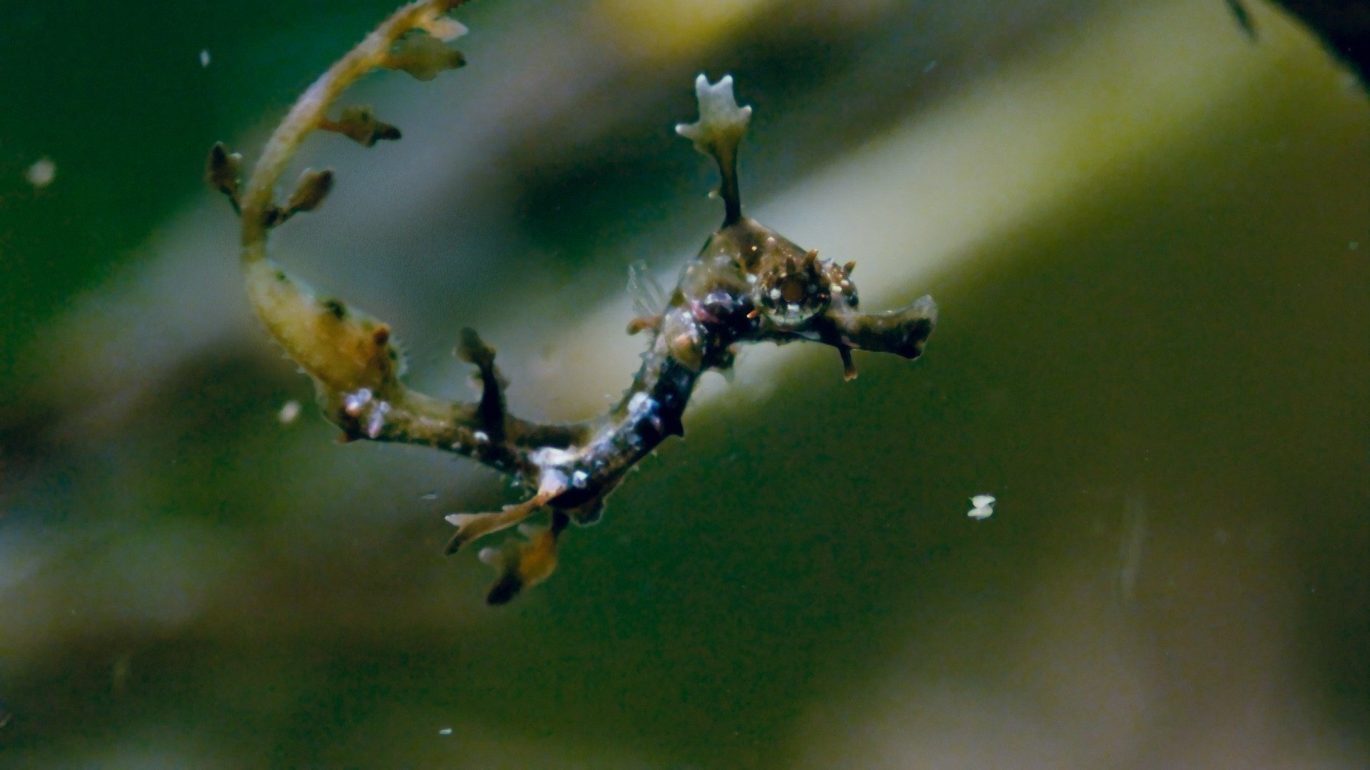 Planeta Azul II : Mares Verdejantes