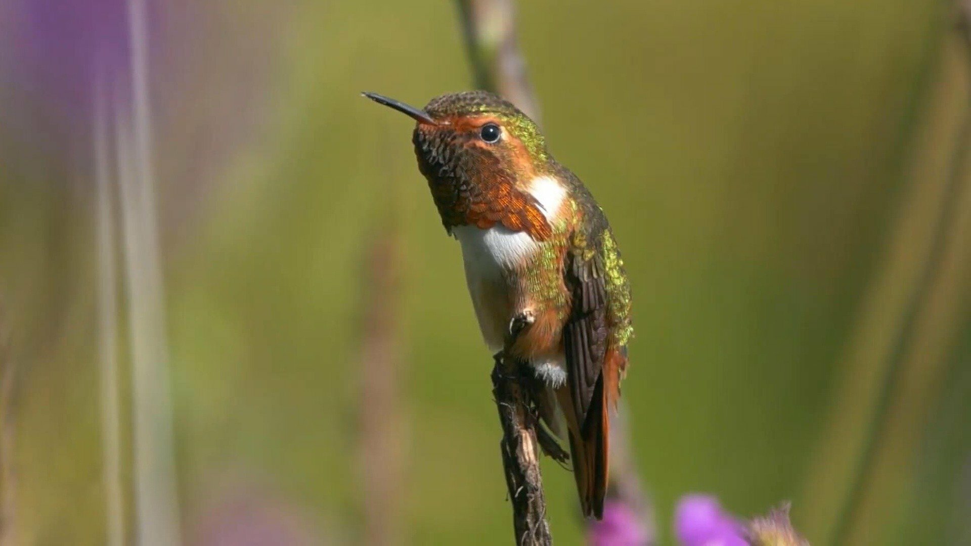 Le jardin extraordinaire : Costa Rica : le royaume des colibris