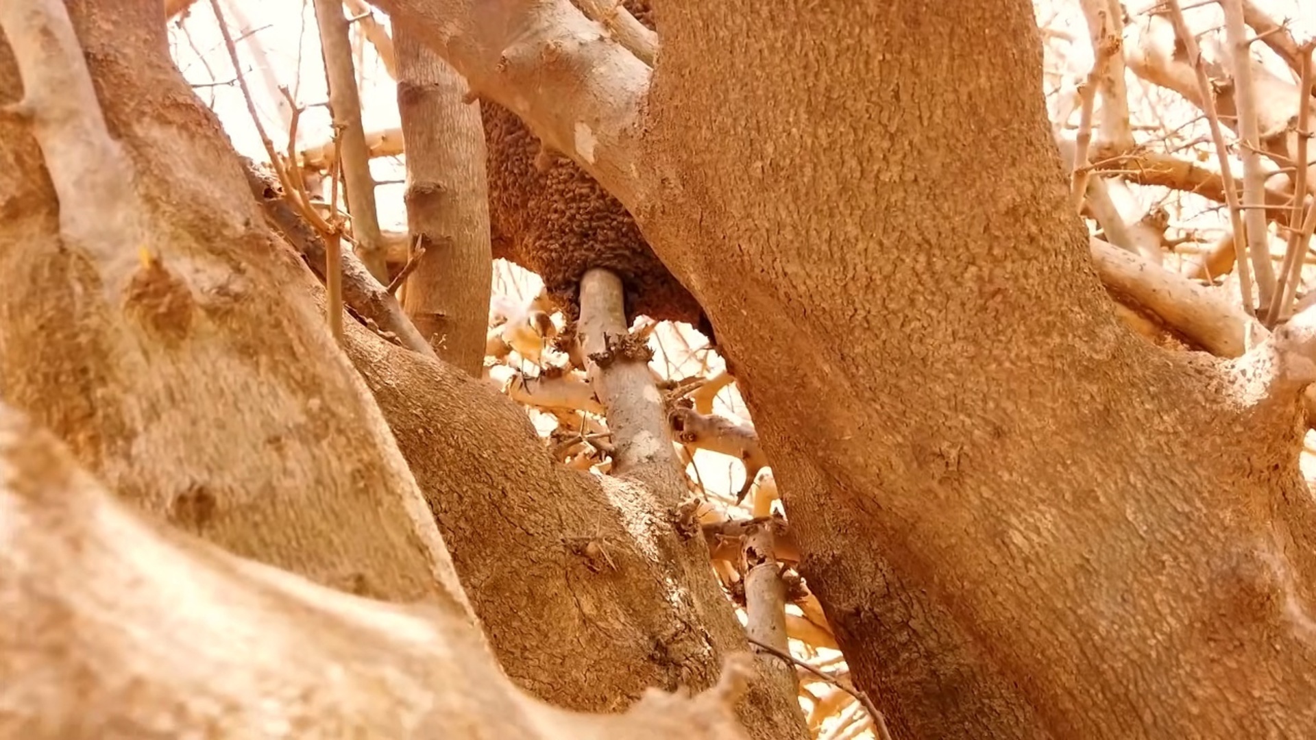 Nossos Biomas : Caatinga
