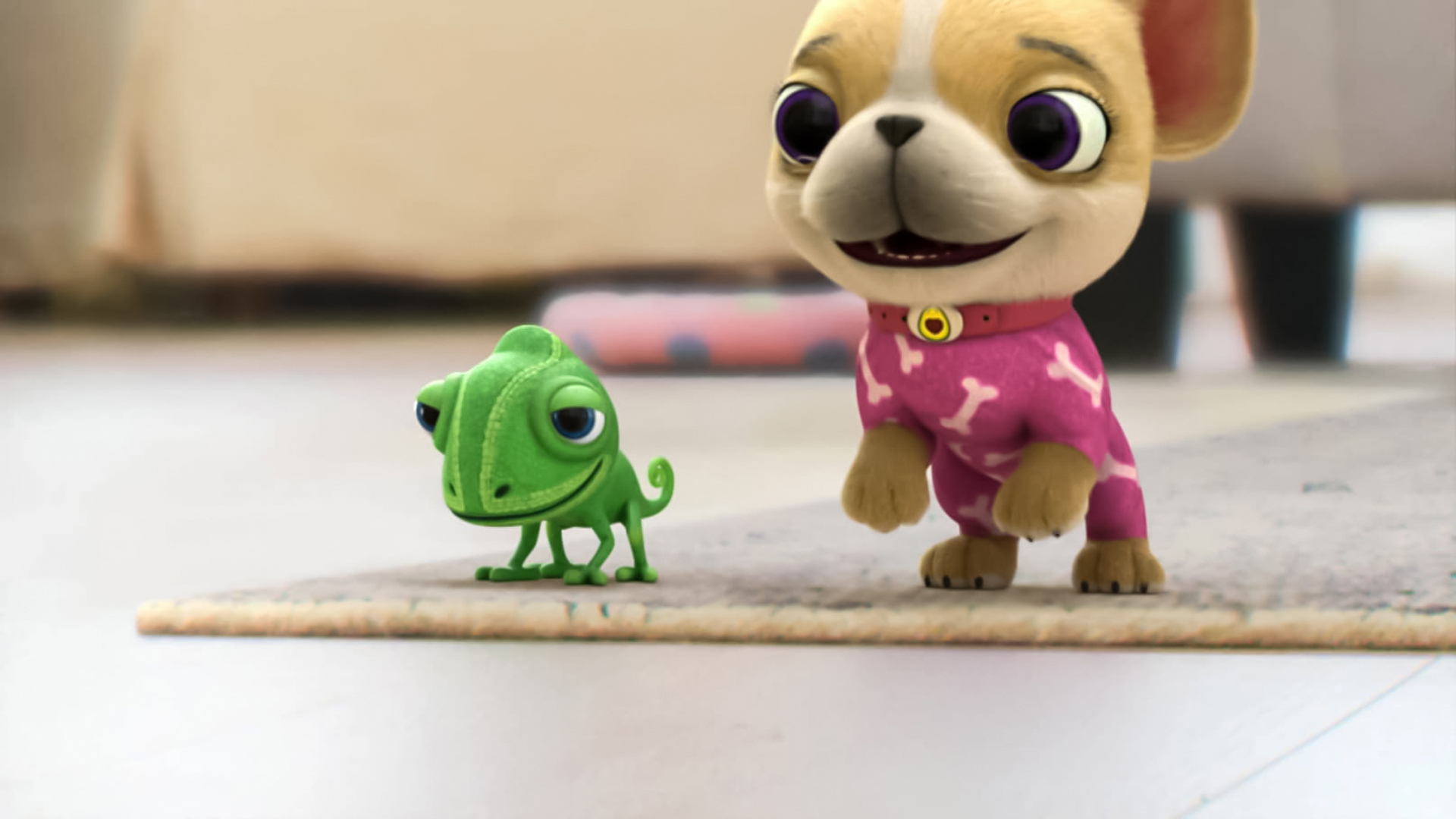 Lucas, a Aranha : Aranha Saltadora