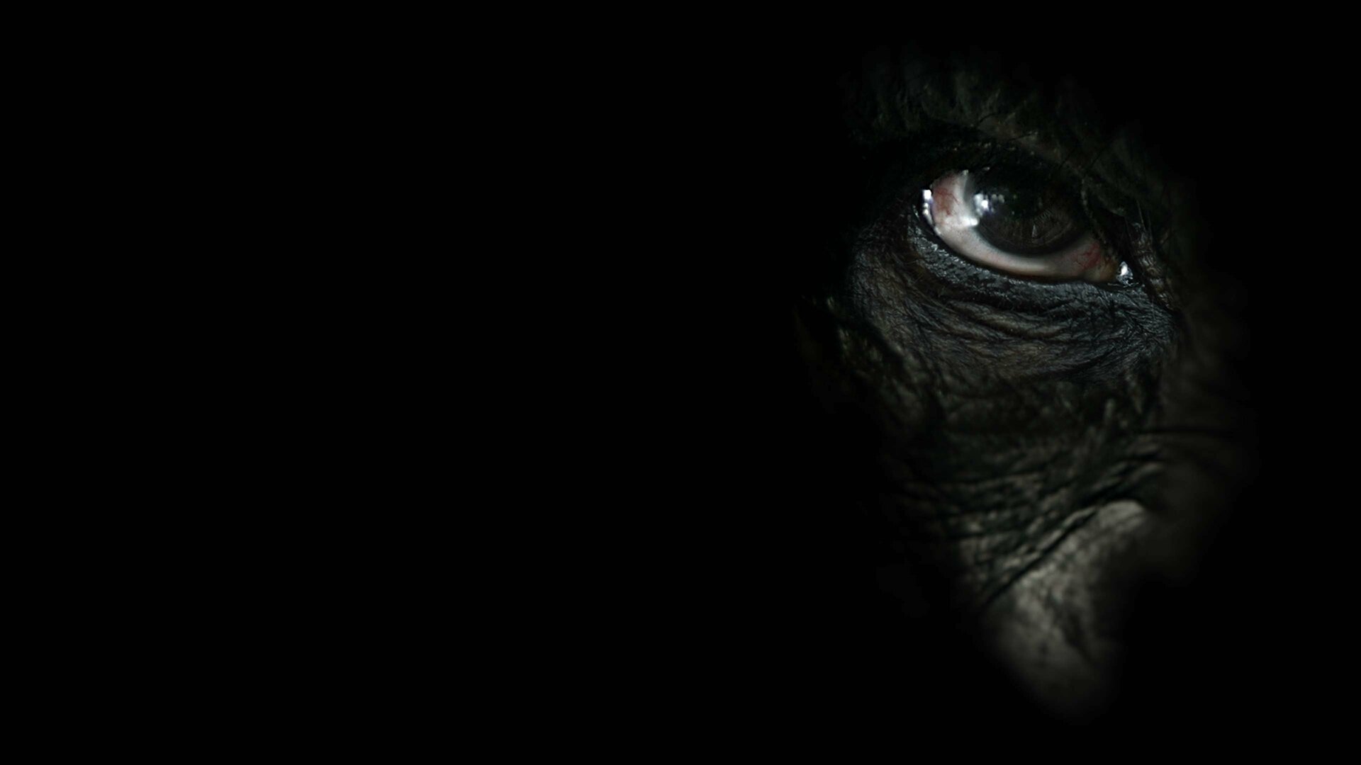 Chimpanzés Guerreiros de Uganda