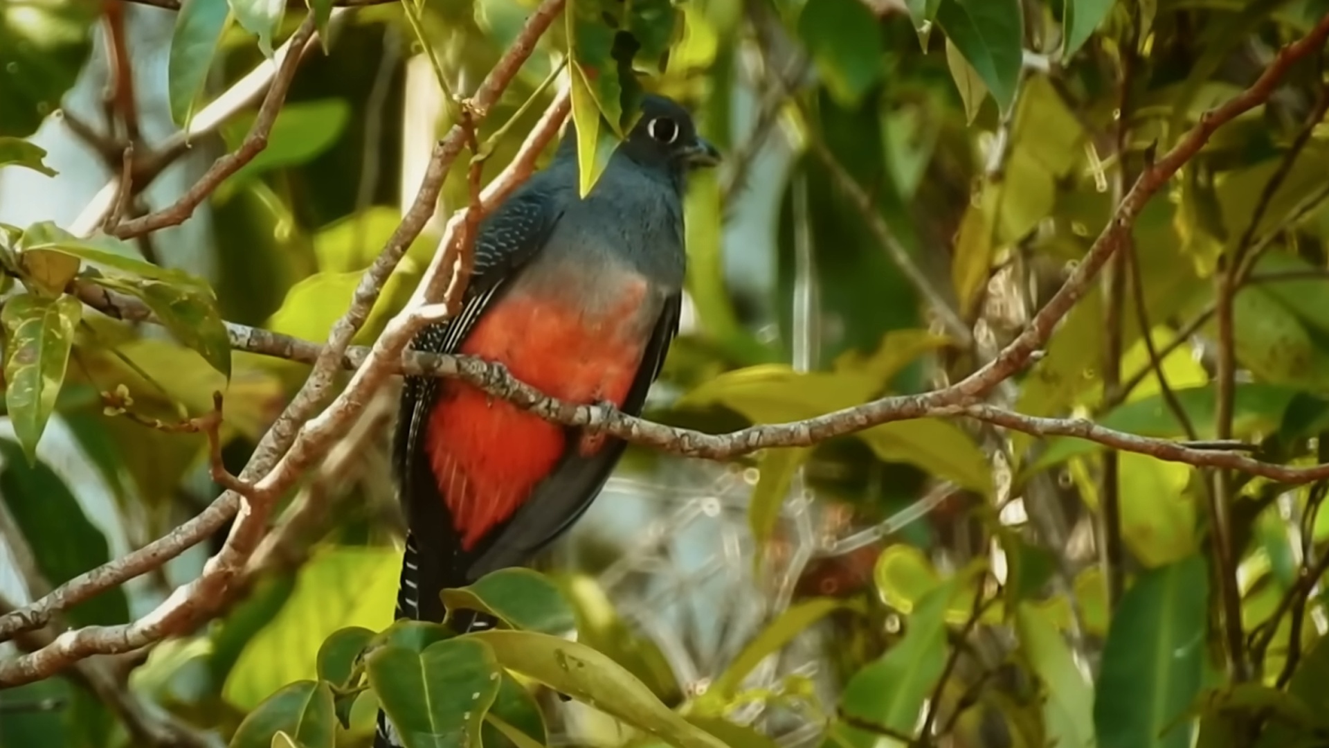 Parques do Brasil : Parque Nacional do Jaú