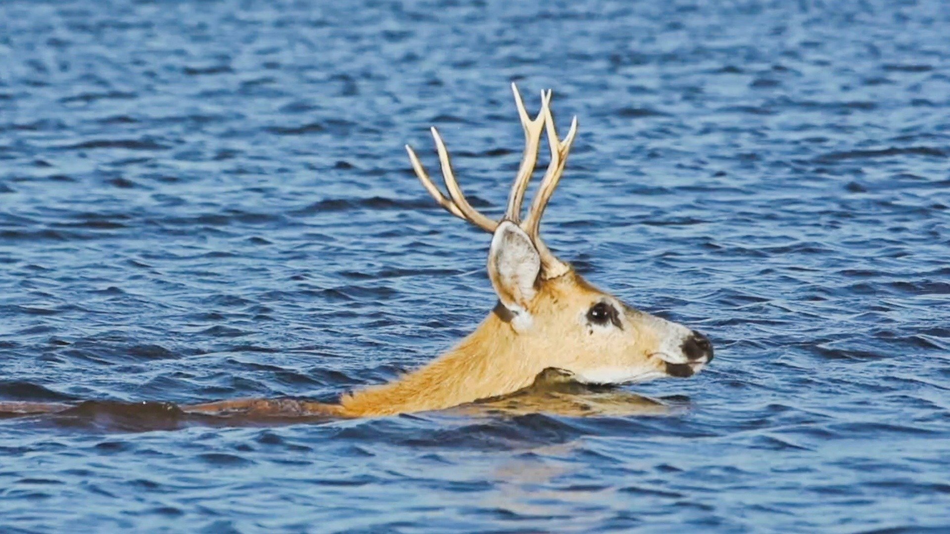 Protetores do Pântano : Caçador Condenado