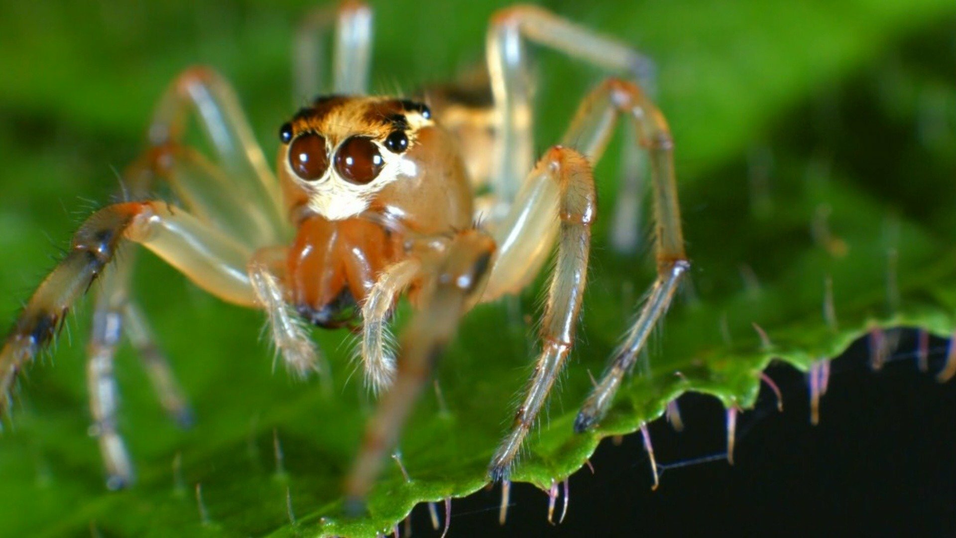 O Incrível Mundo Animal : Cães Molhados e Aranhas Dançarinas