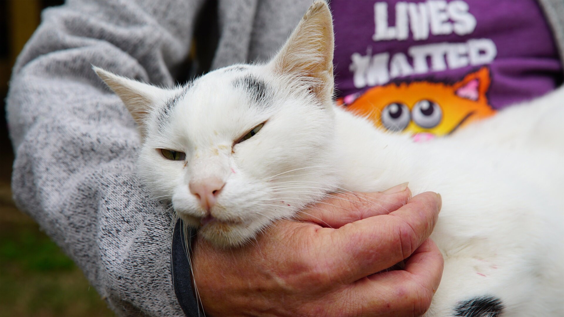 O Incrível Mundo Animal : O que os Gatos Estão Falando?