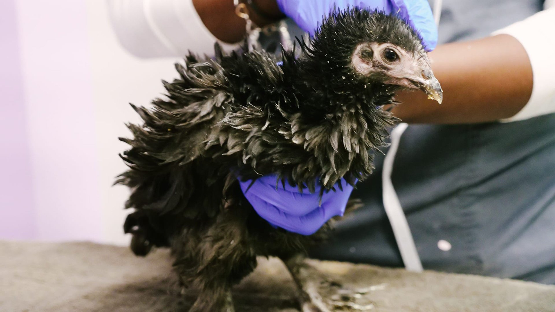 Veterinários do Texas : Houston Ink