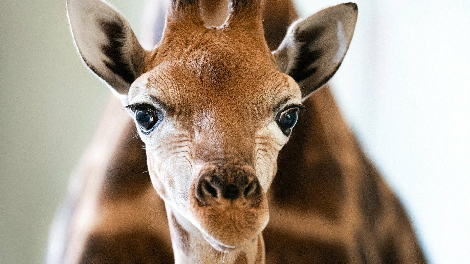 A Família Irwin : Ajudando um Bebê Girafa