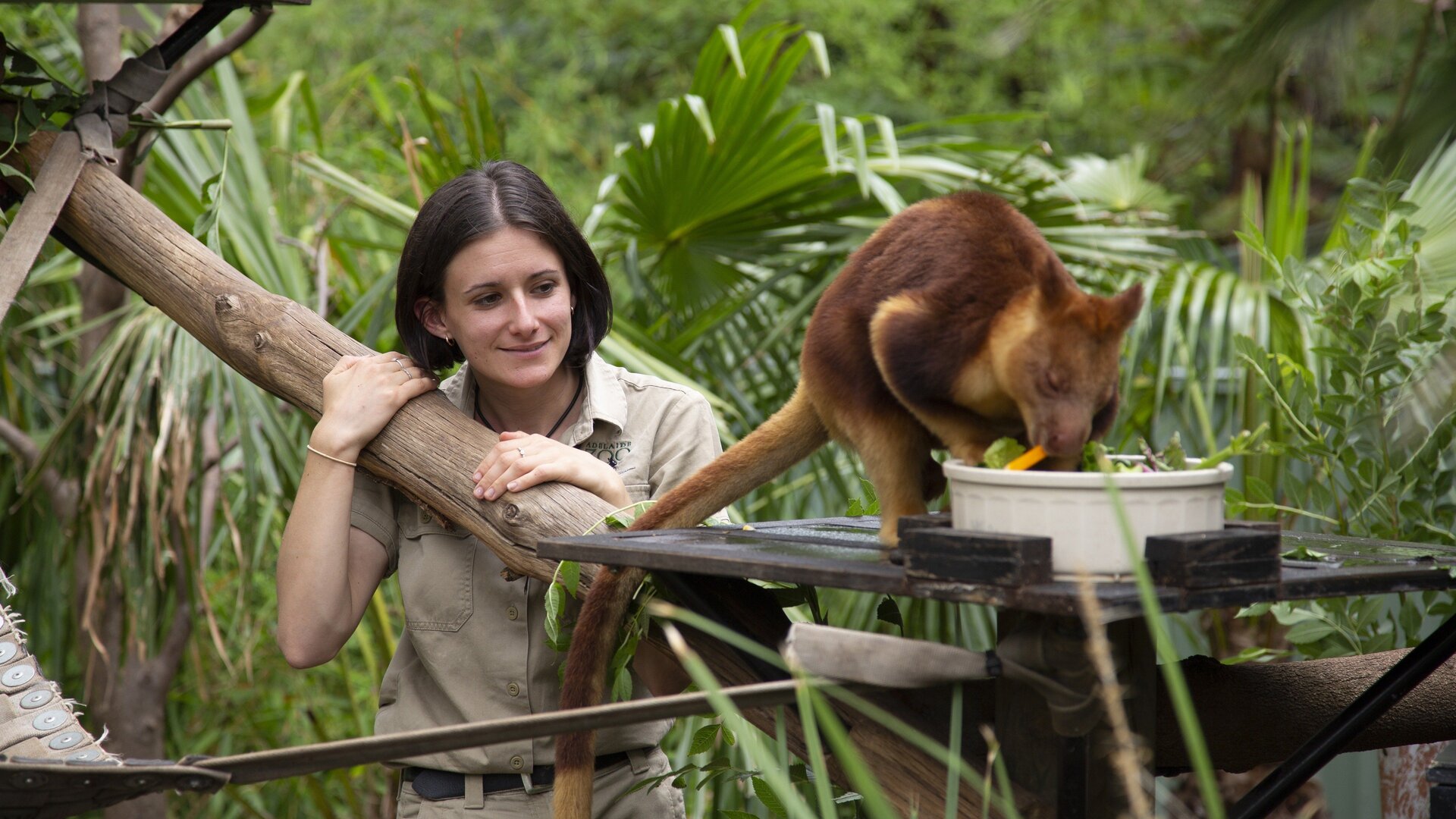 O Incrível Mundo Animal : Pássaros Falantes e Enguias Chocantes