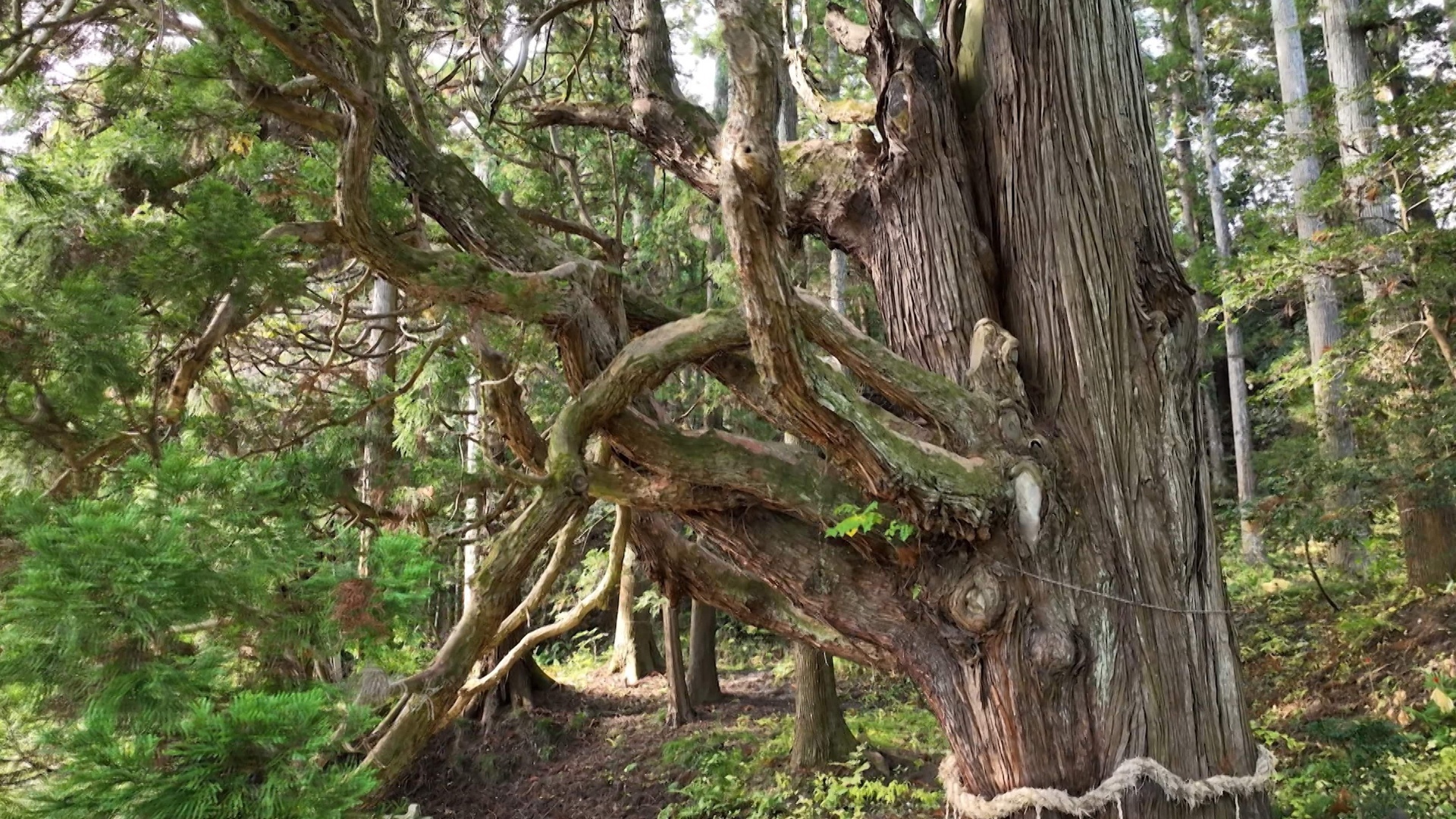 Meet a Sacred Tree - Giant Trees in Japan