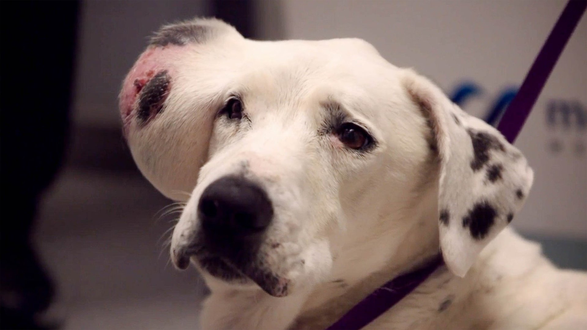 Veterinários do Texas : Cirurgia Arriscada