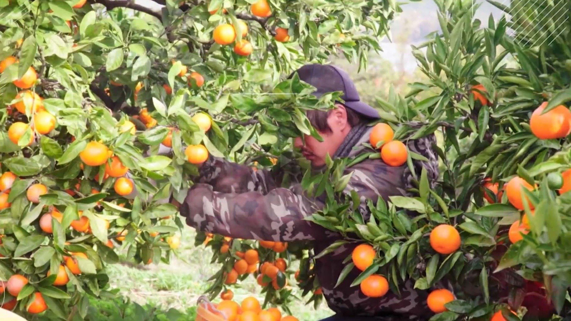 Frutas S.A.