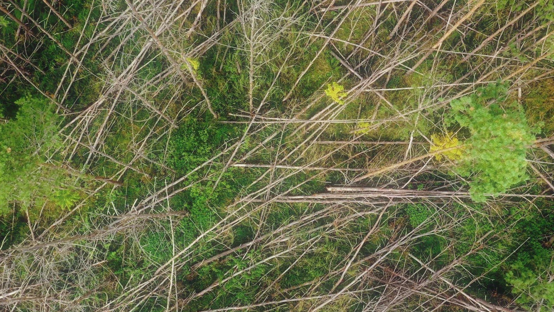 Mistérios Revelados : Esqueletos e Sons Misteriosos