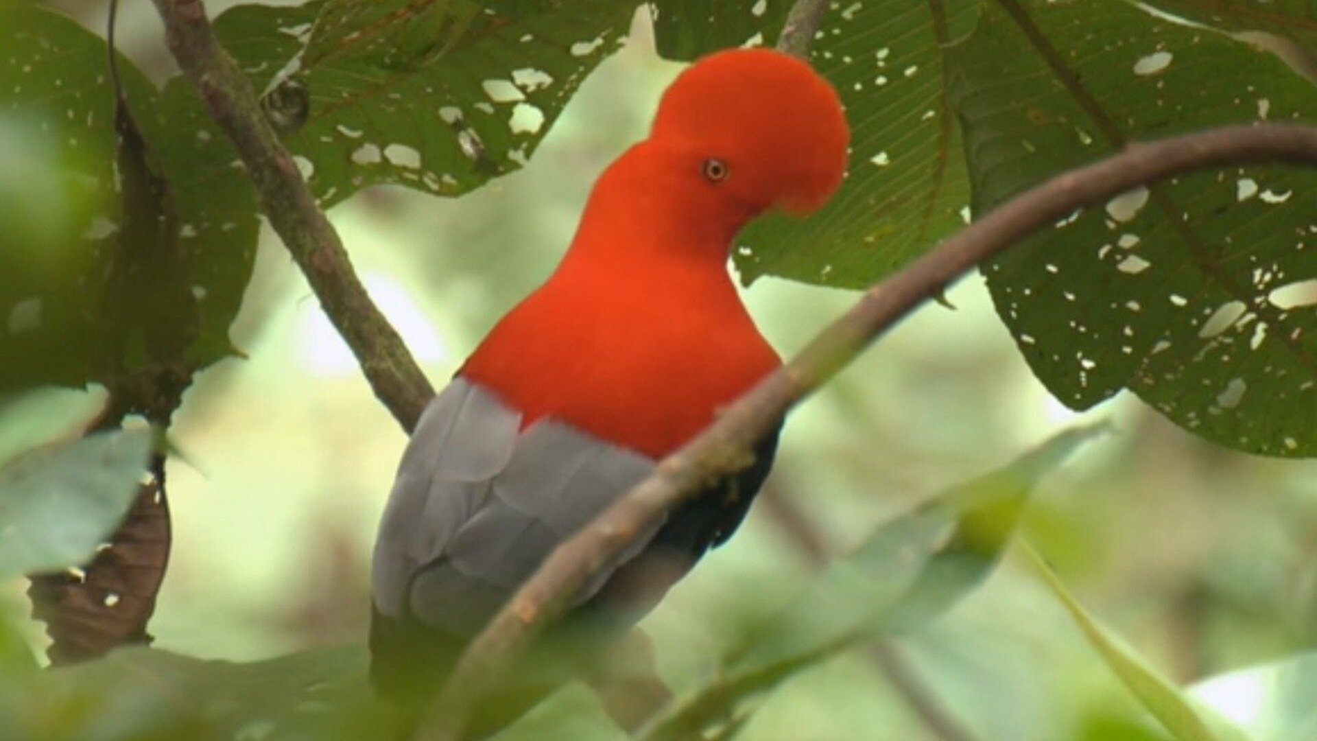 Florestas Animais : América do Sul - As Diversas...