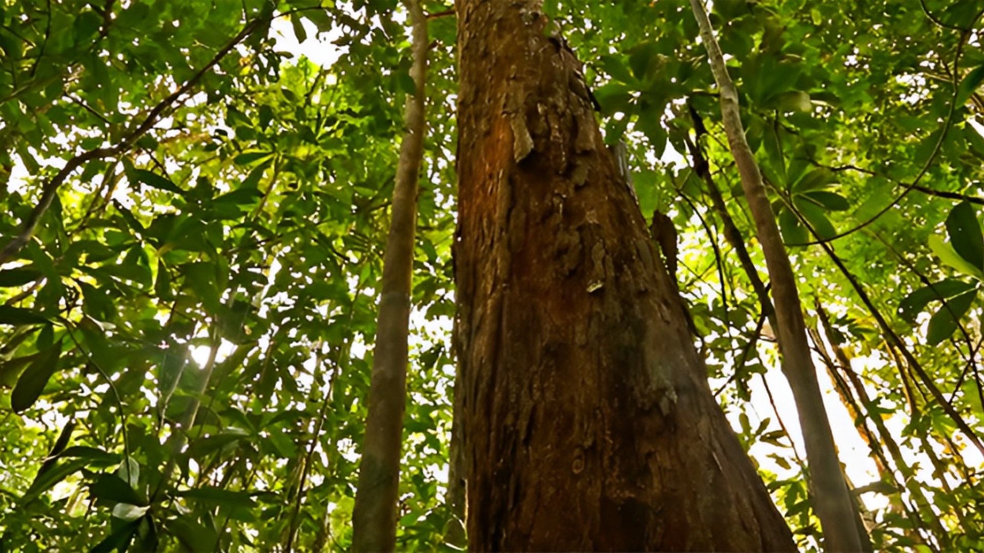 Parques do Brasil : Parque Nacional do Pau Brasil,...