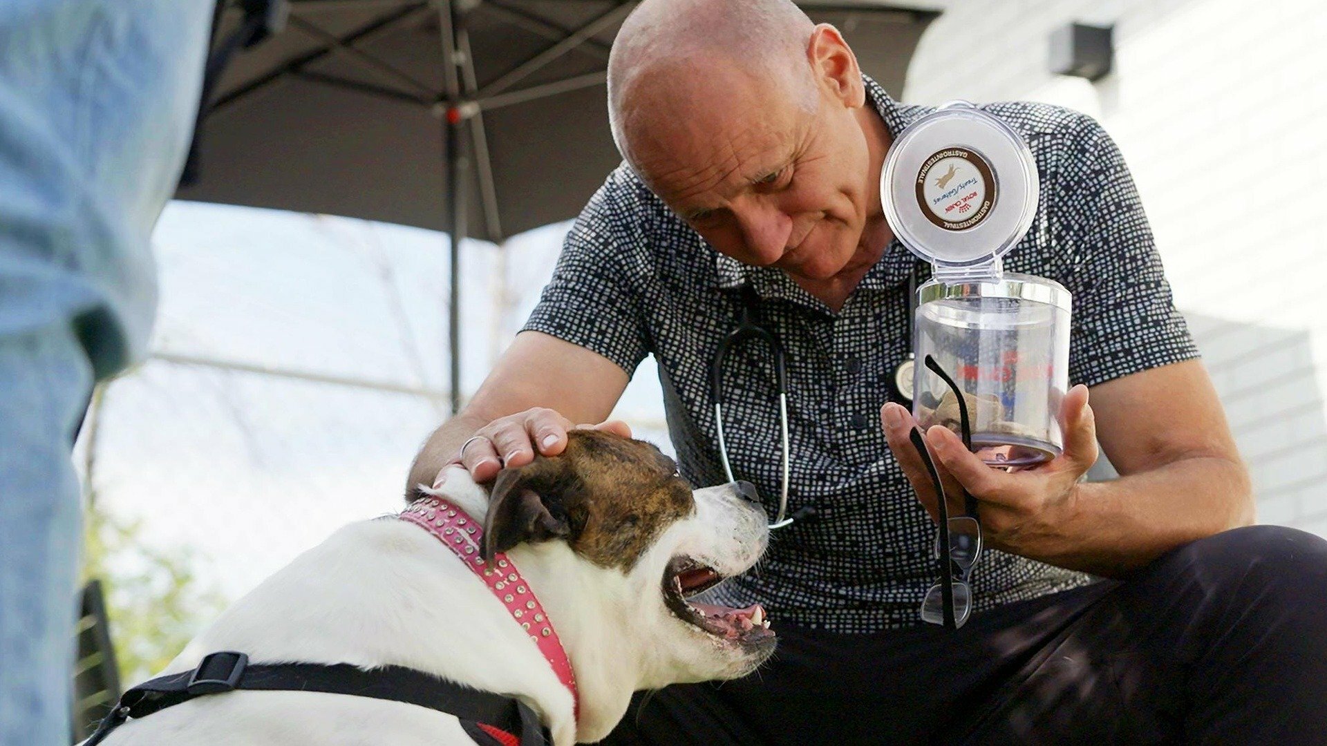 Vie de vet : Une dent contre le vet